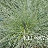 Festuca glauca INTENSE BUE ('Casblue' PBR)