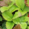 Fragaria vesca