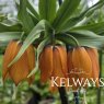 Fritillaria imperialis 'Aurora' (3 litre pot)