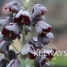 Fritillaria persica