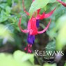 Fuchsia 'Genii'
