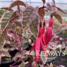 Fuchsia Sunray