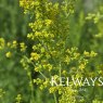 Galium verum