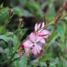 Gaura lindheimeri 'Rosyjane'