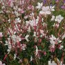 Gaura lindheimeri 'Rosyjane'