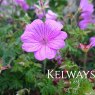 Geranium 'Blushing Turtle'