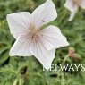 Geranium clarkei 'Kashmir White'