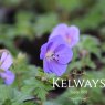 Geranium himalayense