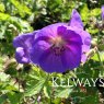 Geranium himalayense 'Gravetye'