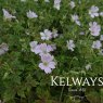 Geranium x oxonianum 'Katherine Adele'