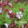 Geranium macrorrhizum 'Spessart'