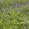 Geranium 'Nimbus'
