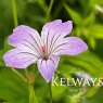 Geranium nodosum