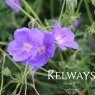 Geranium 'Orion'