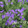 Geranium 'Orion'