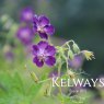 Geranium phaeum 'Lily Lovell'