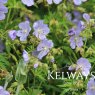 Geranium pratense 'Mrs Kendall Clark'