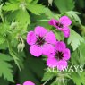 Geranium psilostemon