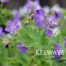 Geranium sylvaticum 'Mayflower'