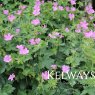 Geranium x oxonianum 'Claridge Druce'