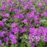 Geranium x riversleaianum 'Russell Prichard'