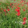 Geum 'Mrs J. Bradshaw'