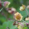 Geum Mrs W Moore