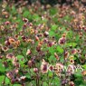 Geum 'Savanna Sunset'