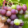 Vitis vinifera 'Muscat Hamburg'