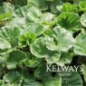 Gunnera magellanica