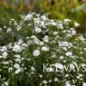 Gypsophila 'White Flare' (Festival Series)