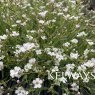 Gypsophila repens white-flowered