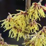 Hamamelis x intermedia 'Arnold Promise'