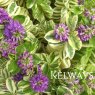 Hebe 'Silver Queen'