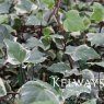 Hedera algeriensis 'Gloire de Marengo'