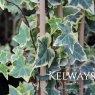Hedera helix 'Goldchild'