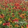 Helenium 'Moerheim Beauty'