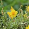 Helianthemum 'Ben Fhada'