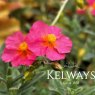 Helianthemum 'Bunbury'