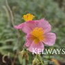 Helianthemum 'Lawrenson's Pink'