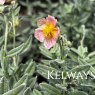 Helianthemum 'Rhodanthe Carneum'