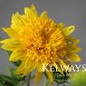 Helianthus 'Happy Days'