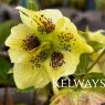 Helleborus x hybridus 'Yellow Lady' (Lady Series)