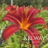 Hemerocallis 'Crimson Pirate'