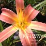 Hemerocallis 'Pink Charm'