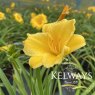 Hemerocallis 'Stella de Oro'