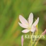 Hesperantha Pink Princess