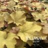 Heuchera Caramel