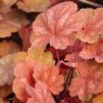 Heuchera 'Cherry Cola'