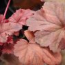 Heuchera 'Cherry Cola'